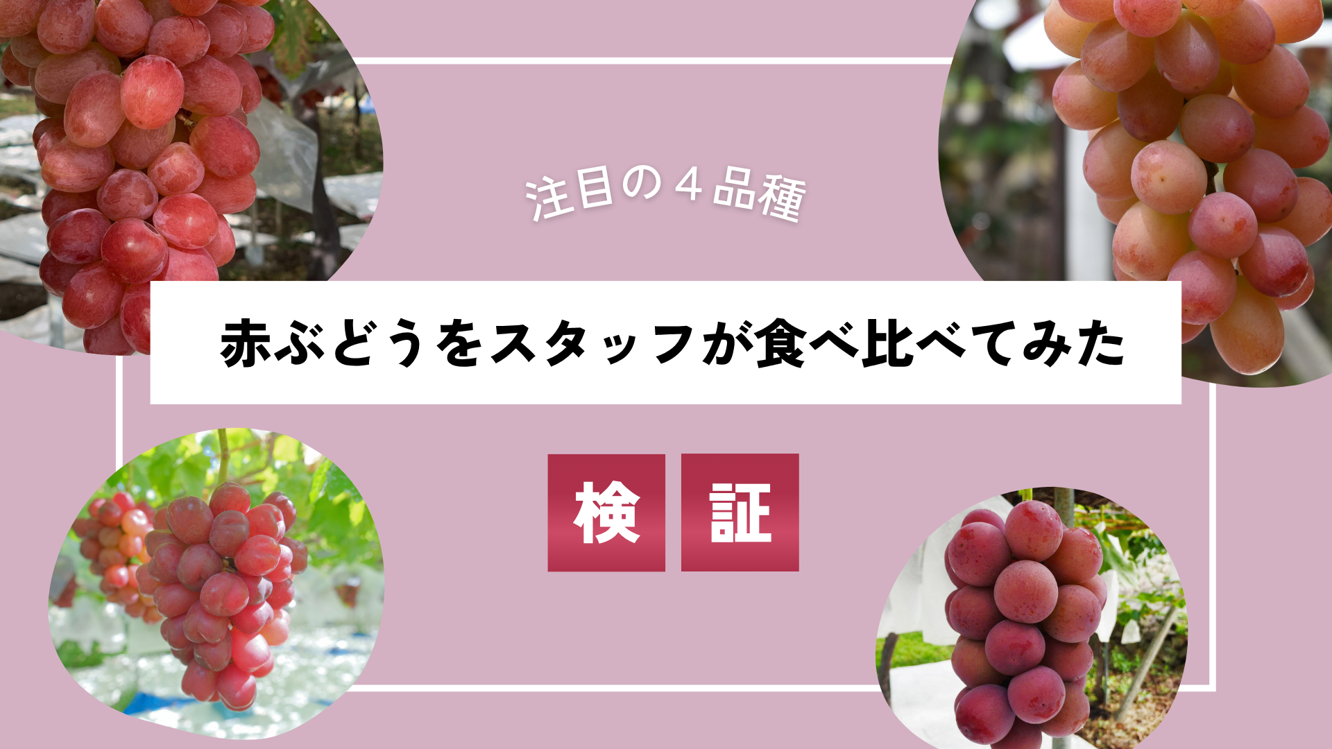 赤いぶどうをカテリアルスタッフが食べ比べ。クイーンニーナ