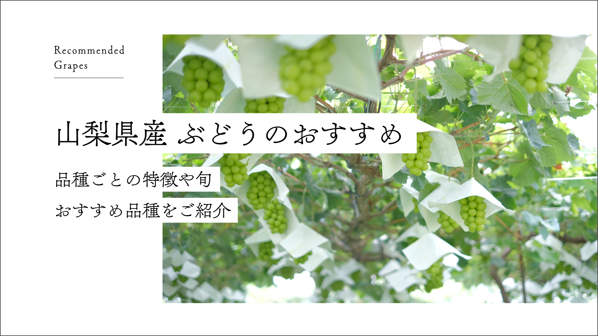 山梨県産 ぶどうのおすすめ｜品種ごとの特徴や旬、おすすめ品種をご