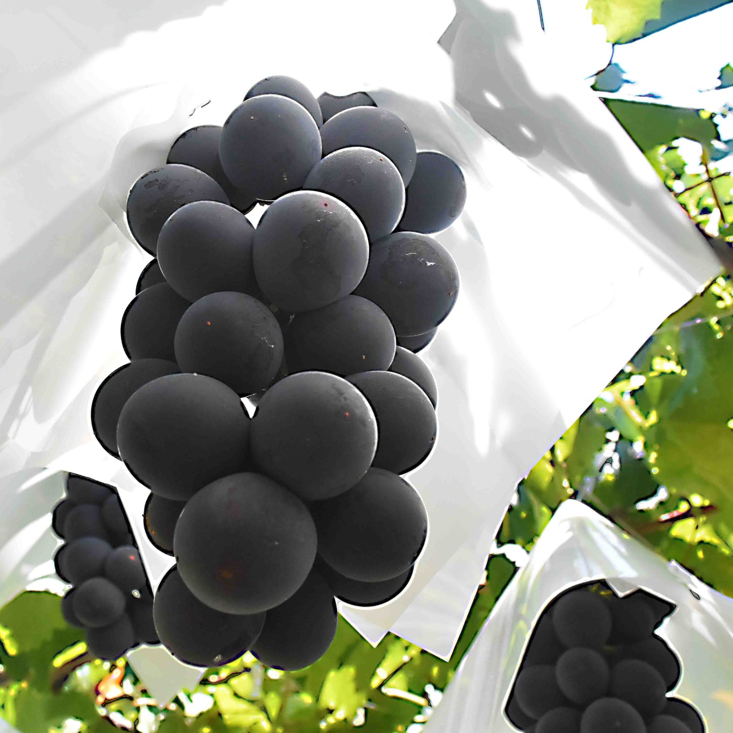 山梨県産 ブラックビート 8月上旬-