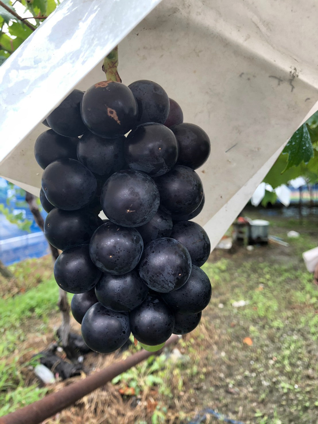 山梨県産 藤稔(ふじみのり) 8月上旬-