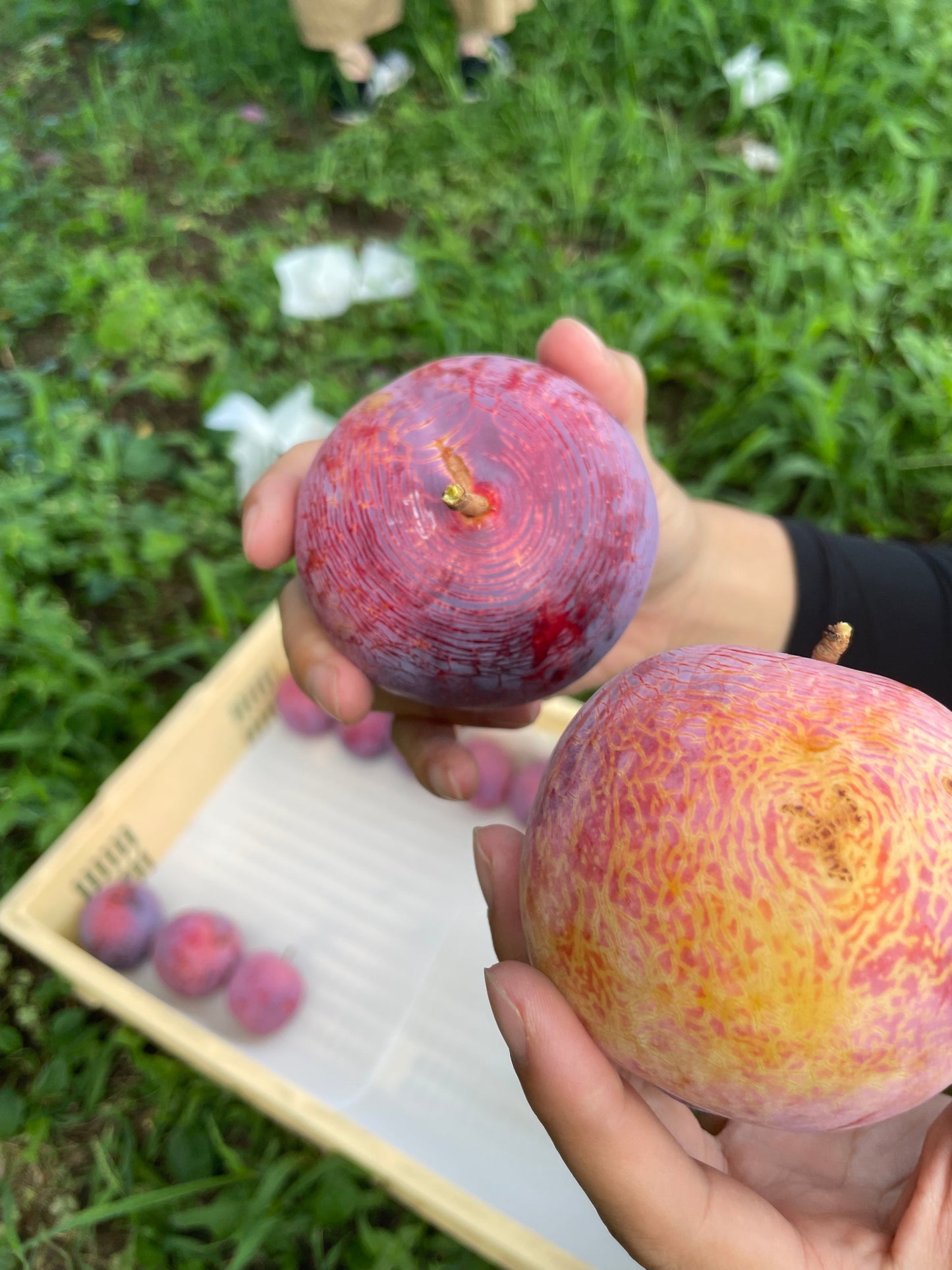 SDGs ご家庭用 山梨県産貴陽 約3.0㎏(送料込み)