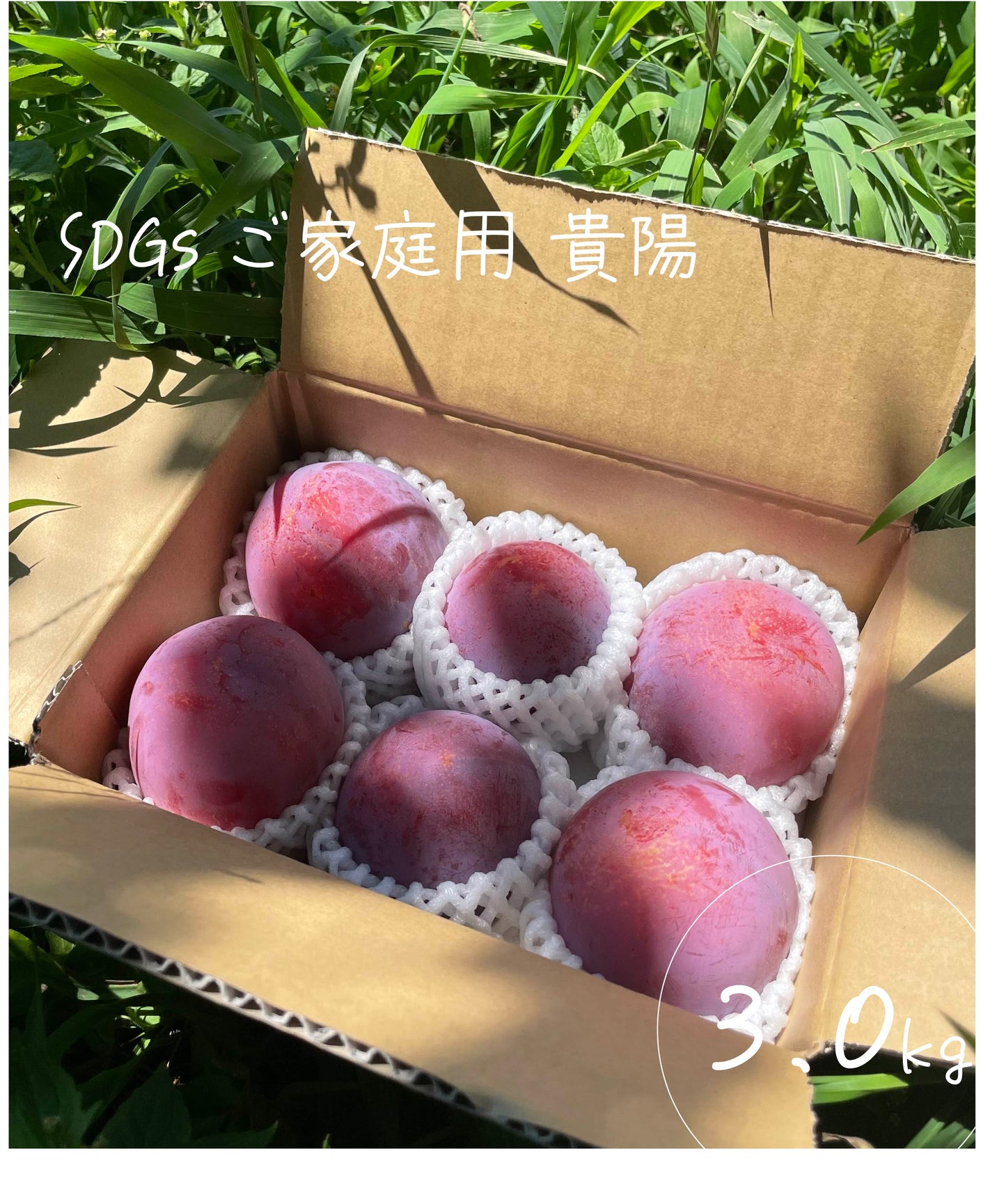 SDGs ご家庭用 山梨県産貴陽 約3.0㎏(送料込み)