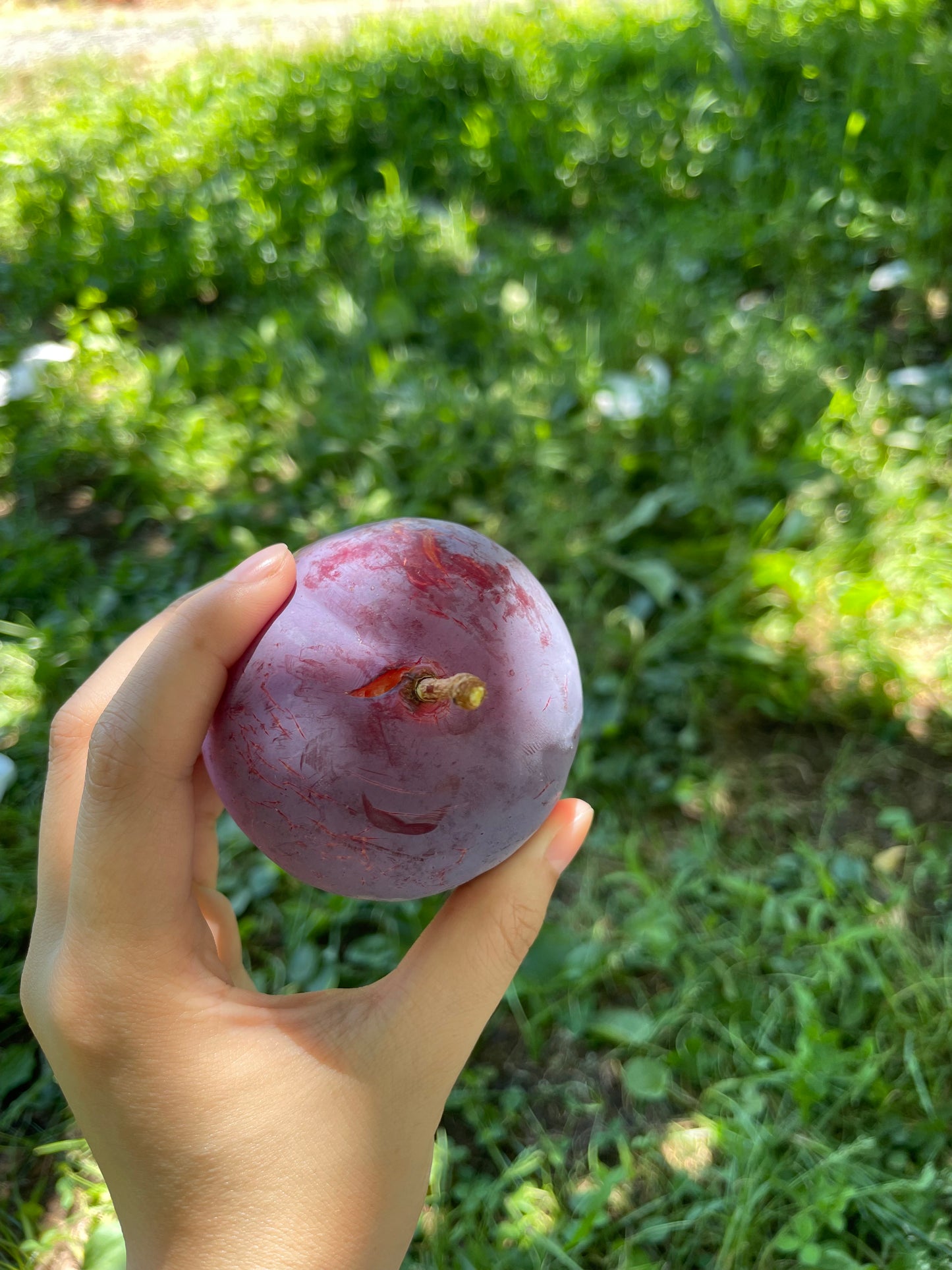 SDGs ご家庭用 山梨県産貴陽 約3.0㎏(送料込み)