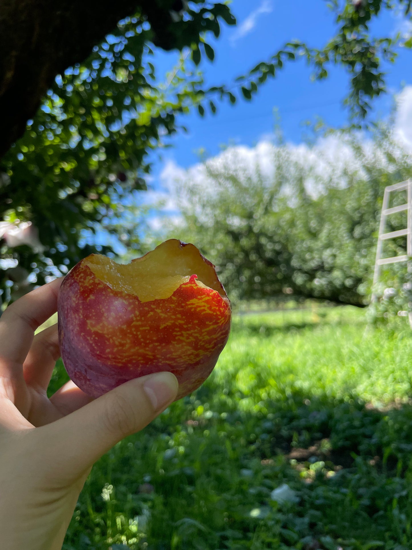 SDGs ご家庭用 山梨県産貴陽 約1.0㎏以上(送料込み)