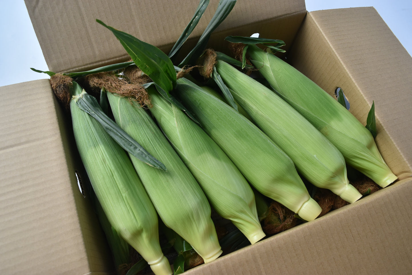 【発送地域限定】甲斐市産 原田さんちのとうもろこし【ドルチェドリーム】5kg