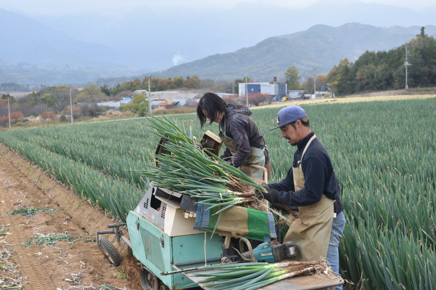 甲斐市産 原田さんちのこだわり長ネギ 5㎏(45本程度)