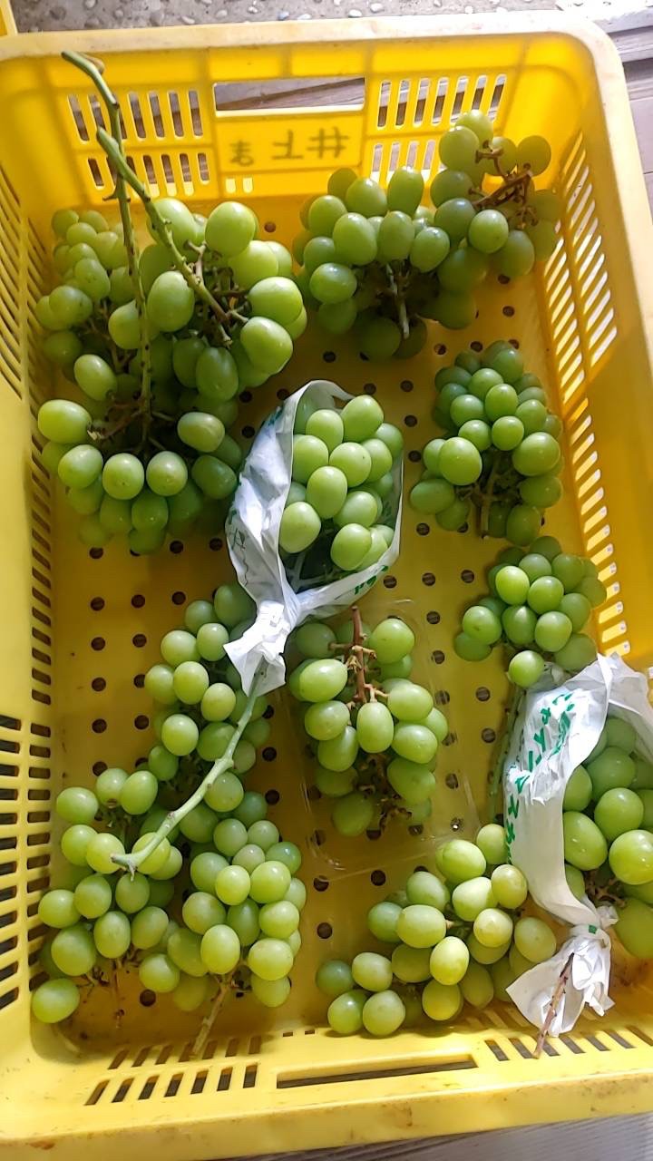 SDGs ご家庭用 シャインマスカット 約2.0㎏【送料込み】