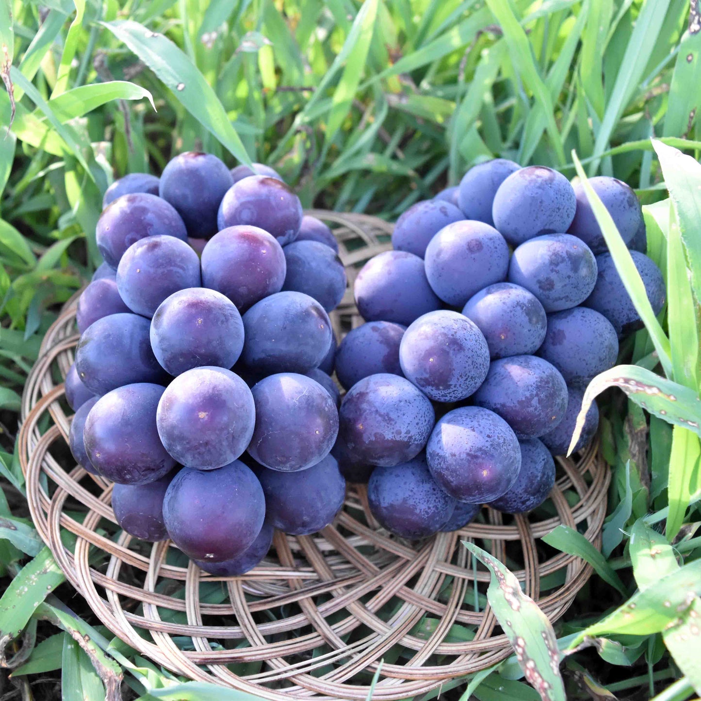 山梨県産 ピオーネ 8月中旬