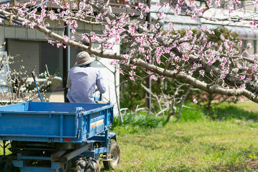 山梨の桃もも〜一度食べたら忘れられない！記憶に残るマルトウ農園のもも
