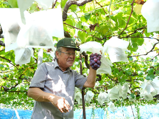 南アルプス市ーカテリアル創設当初からのお付き合い、小野さんのぶどう