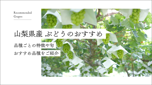 山梨県産ぶどうのおすすめ