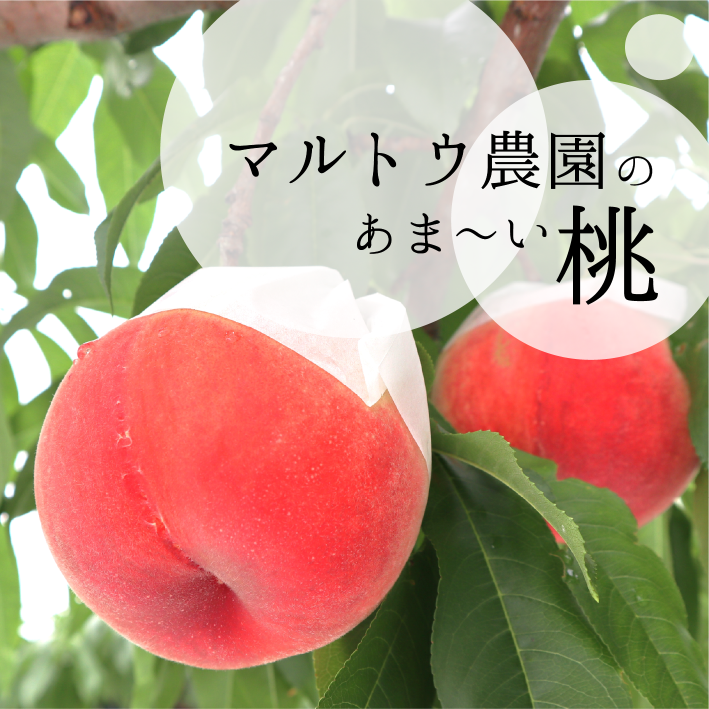 マルトウ農園のあま～い桃 1.8kg相当