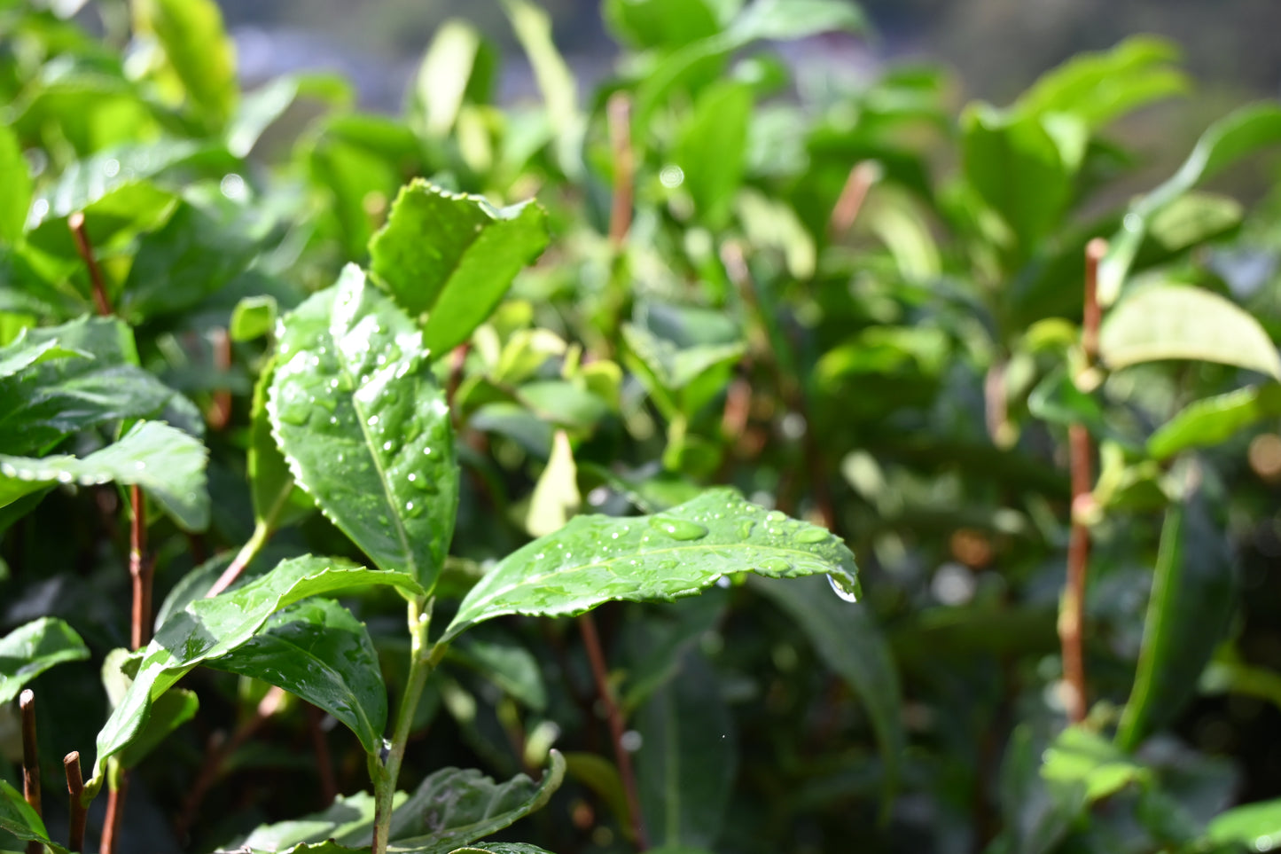 村茶季園 甲斐亀沢紅茶 ティーバッグ