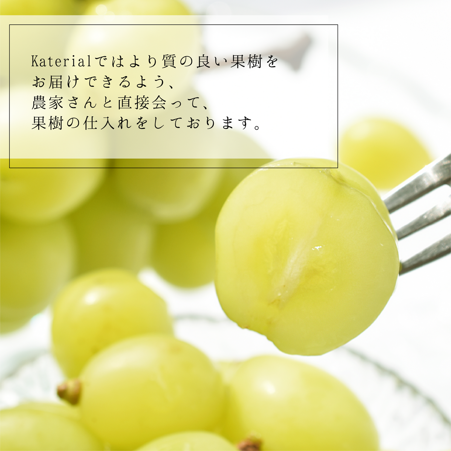 山梨県産シャインマスカット&クイーンニーナ【1.8kg / 9月上旬発送 山梨県産シャインマスカット&クイーンニーナ【1.8kg / 9月上旬発送