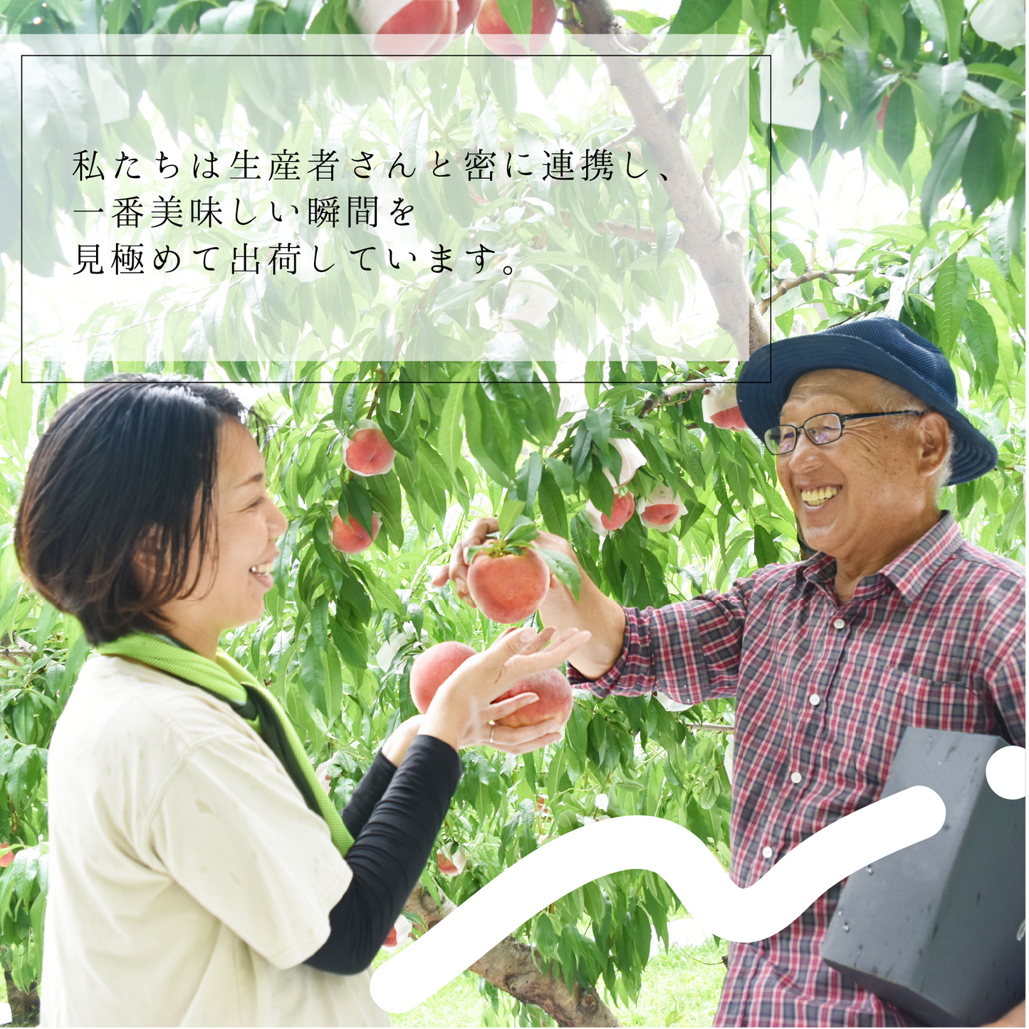 高級スモモ【貴陽】1.8kg 相当　7月下旬-