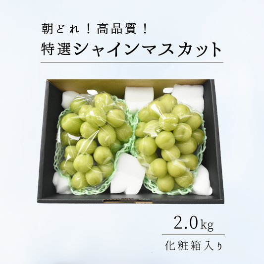 特選ランク　贈答用シャインマスカット