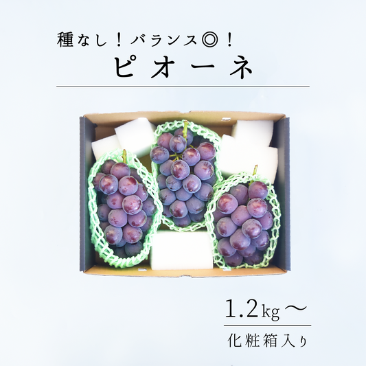 山梨県産　ピオーネ　8月中旬