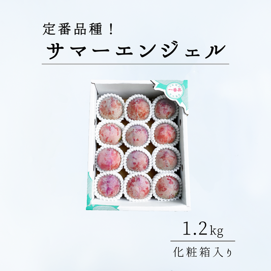 サマーエンジェル（すもも）1.2kg相当　7月上旬-