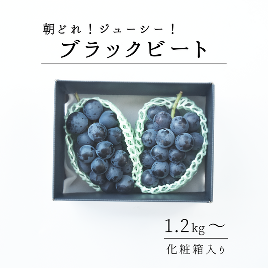 山梨県産　ブラックビート　8月上旬-