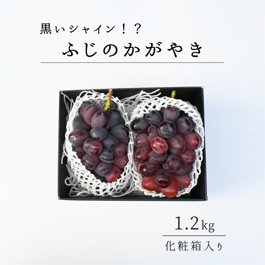 山梨県産　富士の輝　黒系シャインマスカット　9月中旬頃から