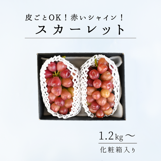 山梨県産　スカーレット　9月上旬頃から