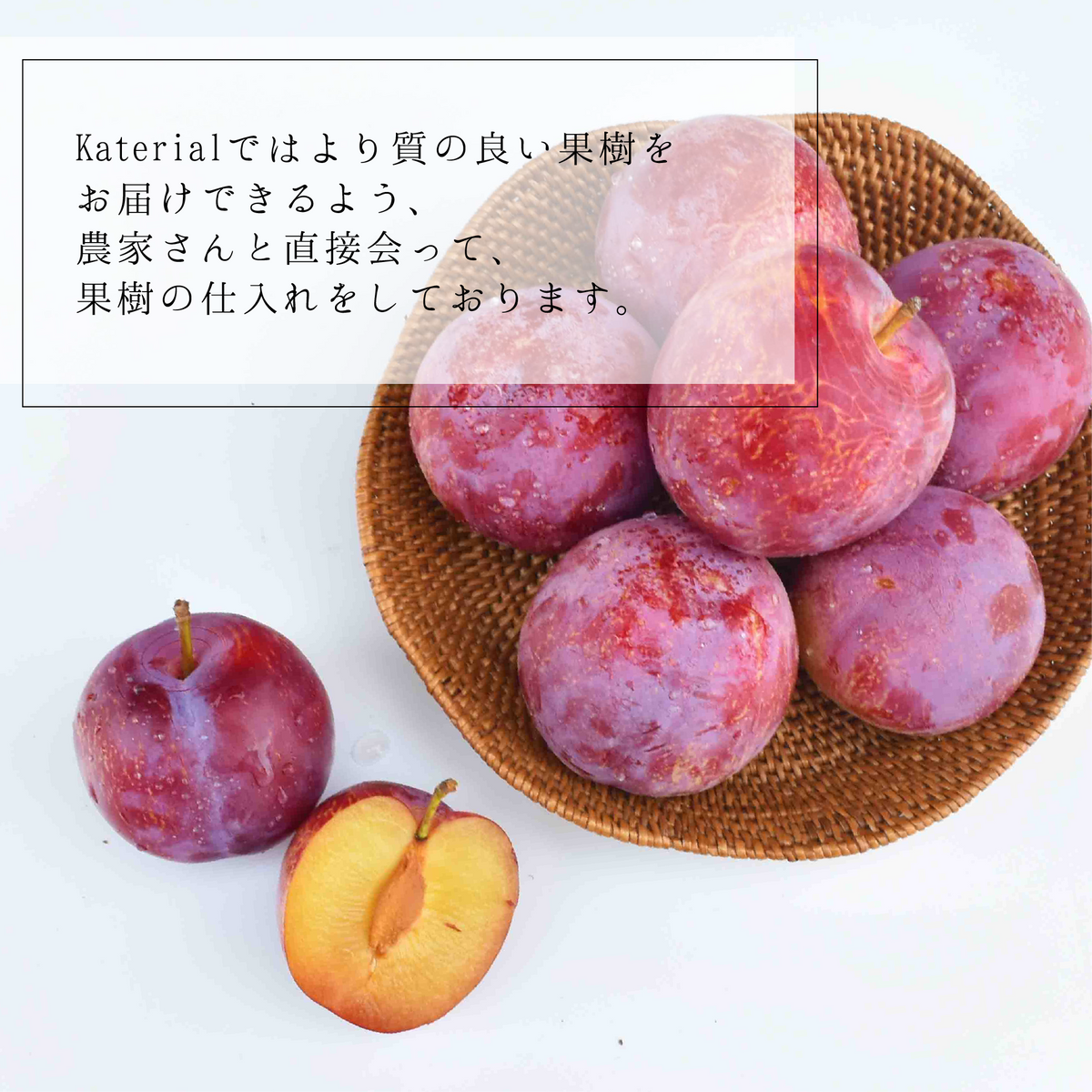 皇寿(高級すもも・プラム)【1.6kg / 8月上旬〜発送】 |山梨県 産地 皇寿(高級すもも・プラム)【1.6kg / 8月上旬〜発送】 |山梨県 産地