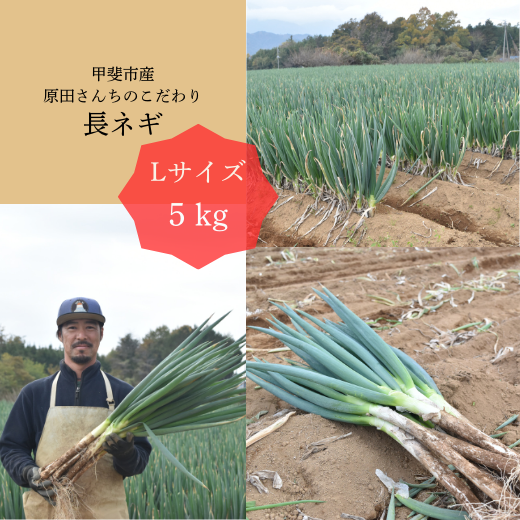 甲斐市産　原田さんちのこだわり長ネギ　５㎏（45本程度）