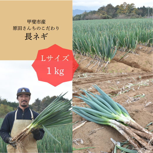 【送料込み】甲斐市産原田さんちの長ネギ定期便　1kg×6回