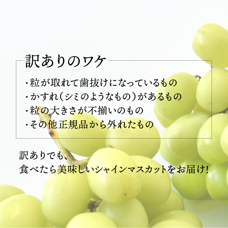 SDGs ご家庭用 シャインマスカット 約2.0㎏【送料込み】