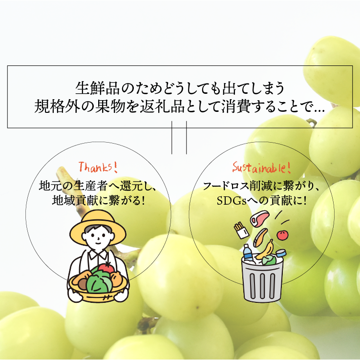 SDGs ご家庭用 シャインマスカット 約2.0㎏【送料込み】